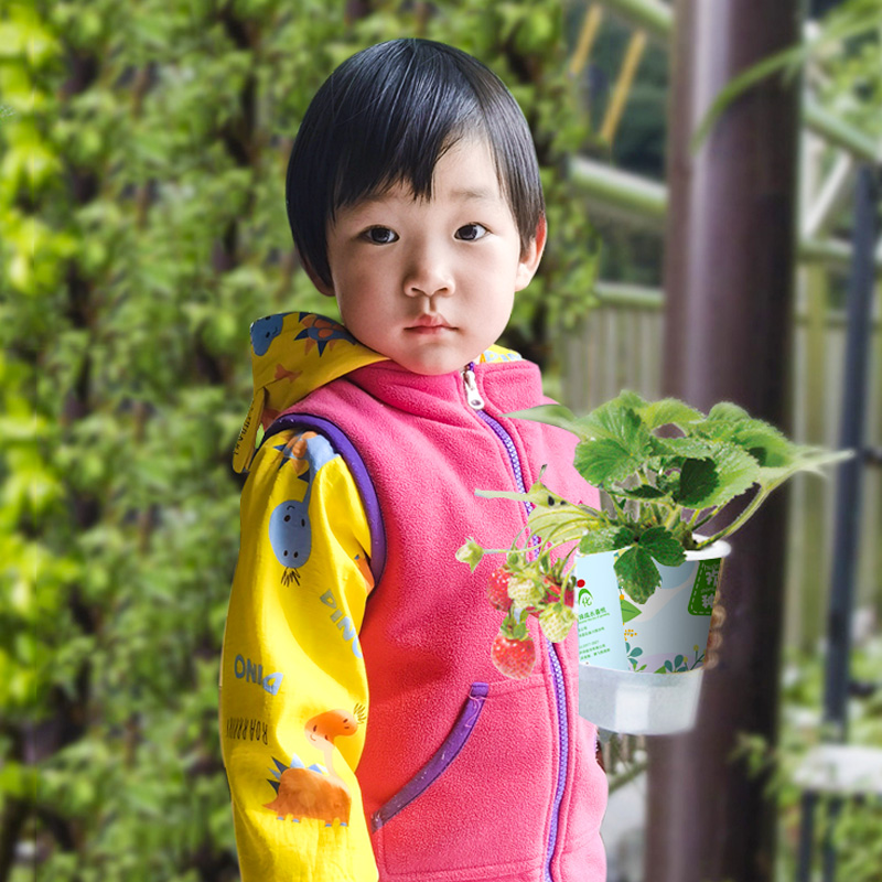 办公室儿童种植小盆栽幼儿园向日葵植物学生观察绿植种子种植杯 - 图2