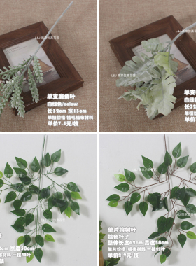 摄影背景墙金钱草绿色尤加利叶