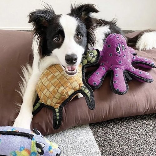 美国tuffy狗狗软玩具兔子飞碟龙虾八爪鱼骨头拔河棒耐咬互动巡回 - 图0