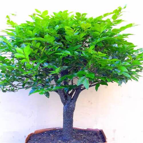 老桩小叶紫檀盆景树桩盆栽丛林独桩植物阳台客厅好养活四季青绿植 - 图2