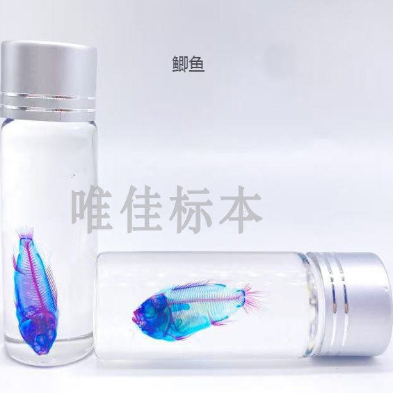 染色骨骼透明标本鱼类哺乳爬行类动物模型教学展览展示装饰双重,淘宝优惠券,粉丝福利购,淘宝优惠卷