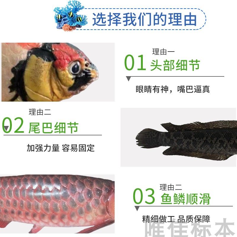 加工各种真鱼类剥制标本制作博物馆科普展览教学摄影道具纪念定制,淘宝优惠券,粉丝福利购,淘宝优惠卷