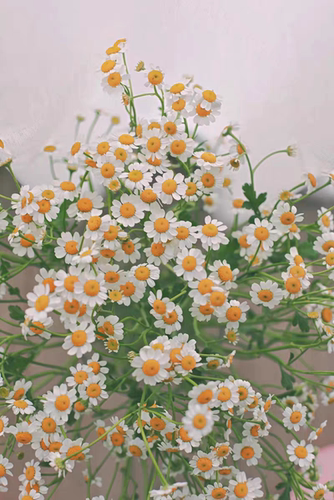 洋甘菊鲜花花束云南昆明玫瑰雏菊基地直发向日葵直批家用同城速递 - 图0