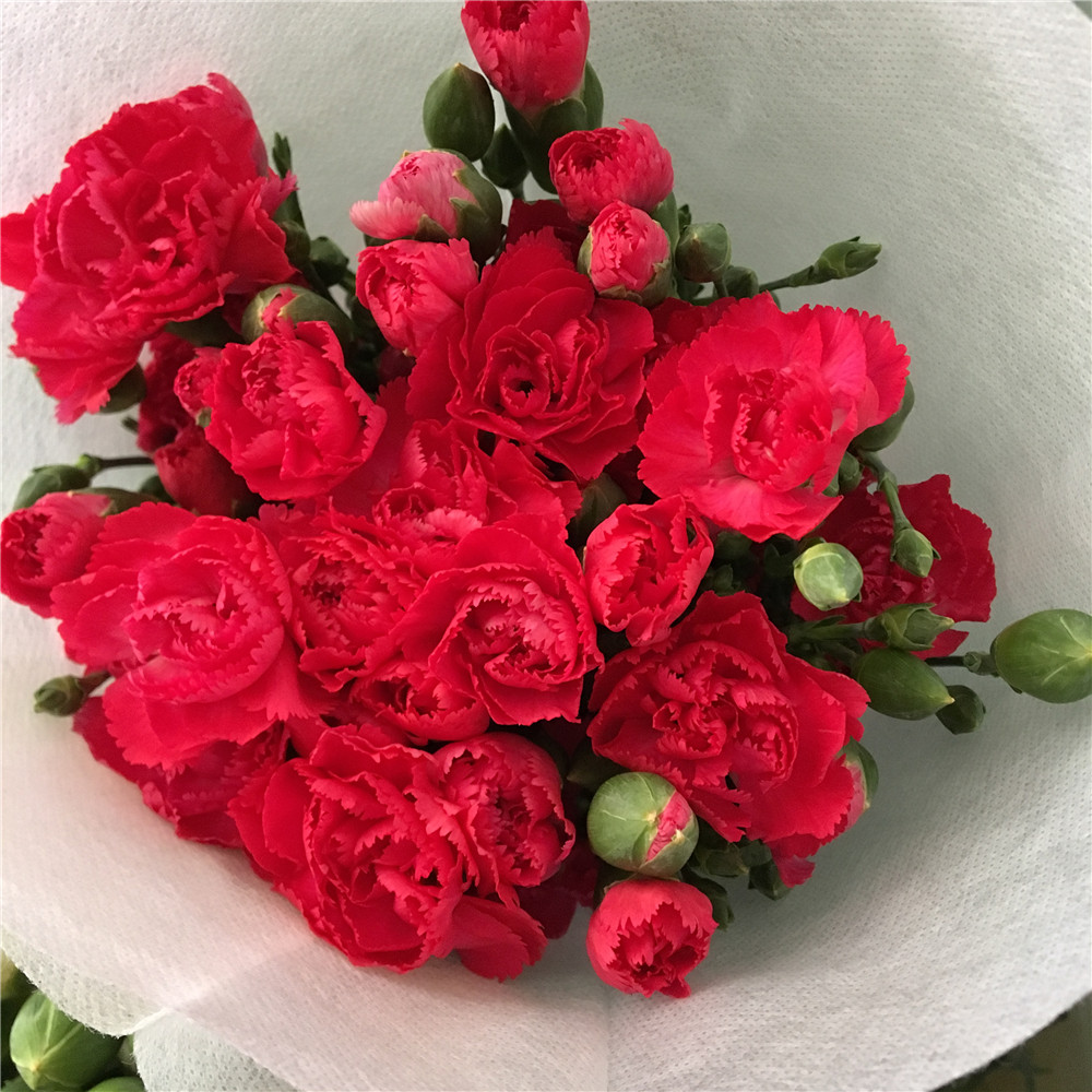 粉色多头康乃馨昆明斗南基地直发同城速递玫瑰百合水养花年货节花,淘宝优惠券,粉丝福利购,淘宝优惠卷