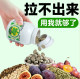 Plant enzyme mild ovulation promotion ຮ້ານ flagship ຢ່າງເປັນທາງການ