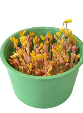 种吧花生芽罐绿豆芽免换水豆芽罐