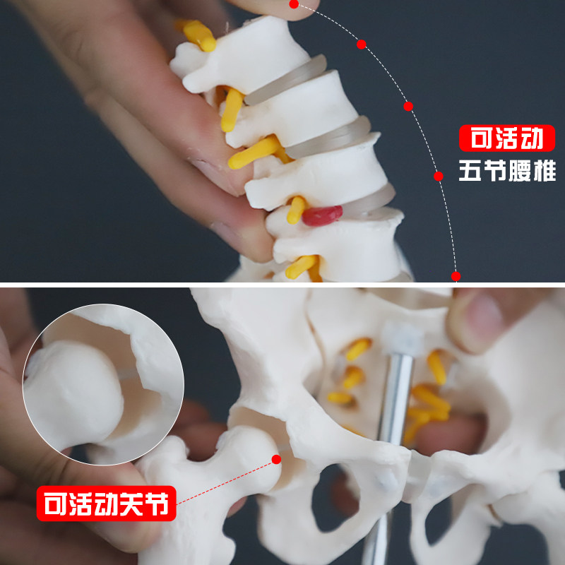 动态迷你腰椎骨盆模型关节可活动人体骨骼小女性脊柱骶髂教学骨架
