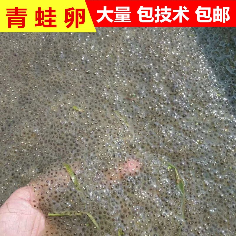 特价小蝌蚪苗青蛙卵活体蝌蚪苗饲料蛙养殖基地直销包技术黑斑蛙卵 - 图0