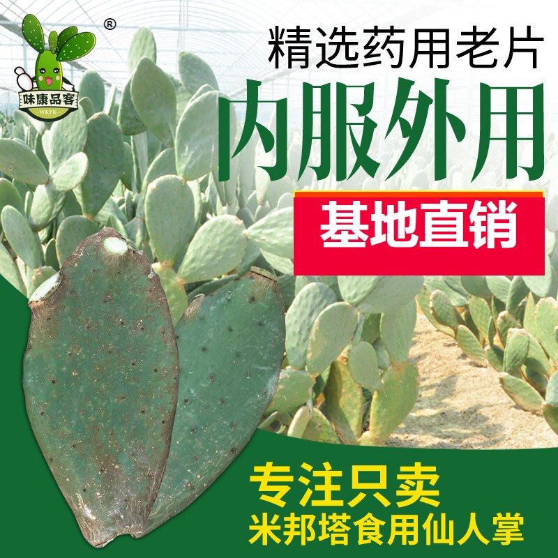 墨西哥米邦塔食用仙人掌绿色多肉植物盆栽 热品库 性价比省钱购