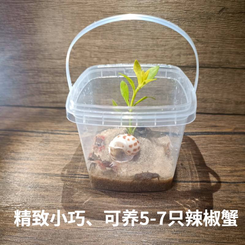 迷你蟹辣椒蟹观赏蟹送养蟹缸孔雀鱼虾斑马鱼混养吃涡虫除藻小螃蟹 - 图0