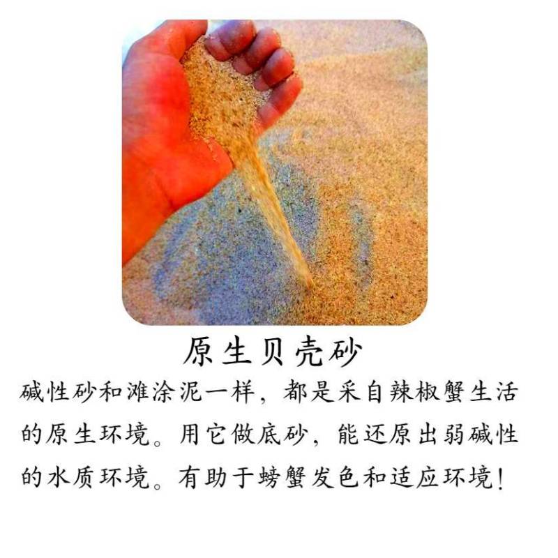 迷你辣椒蟹专用缸螃蟹宠物蟹爬梯淡水小螃蟹桌面宠物辣椒蟹专用沙-图2