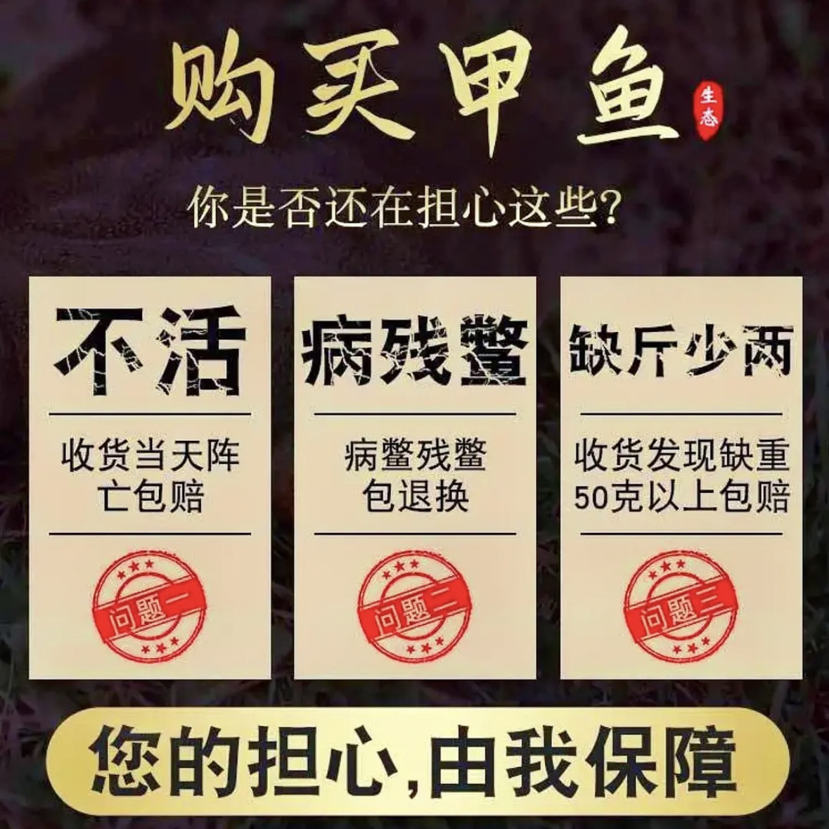 鲜活甲鱼食用中华鳖野外放养水鱼外塘野养青黄背老鳖公鱼生态团鱼,淘宝优惠券,粉丝福利购,淘宝优惠卷