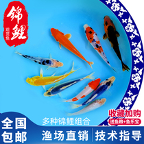 Brocade Carp Live Fish Ornamental Fish Cold Water Fresh Water Gold Small Fry Living Small Goldfish Good To Keep Alive Pet Fish