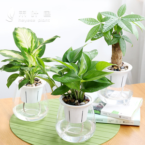 芦荟盆栽多肉植物