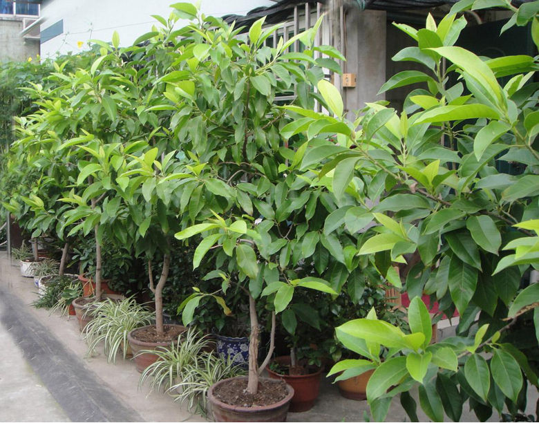 嫁接白兰花苗盆栽黄兰花树苗黄桷兰浓香阳台庭院四季绿植当年开花_虎窝淘