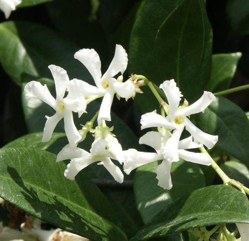棒棒糖型风车茉莉花苗盆栽银丝茉莉爬藤花卉阳台庭院四季常青植物 - 图0