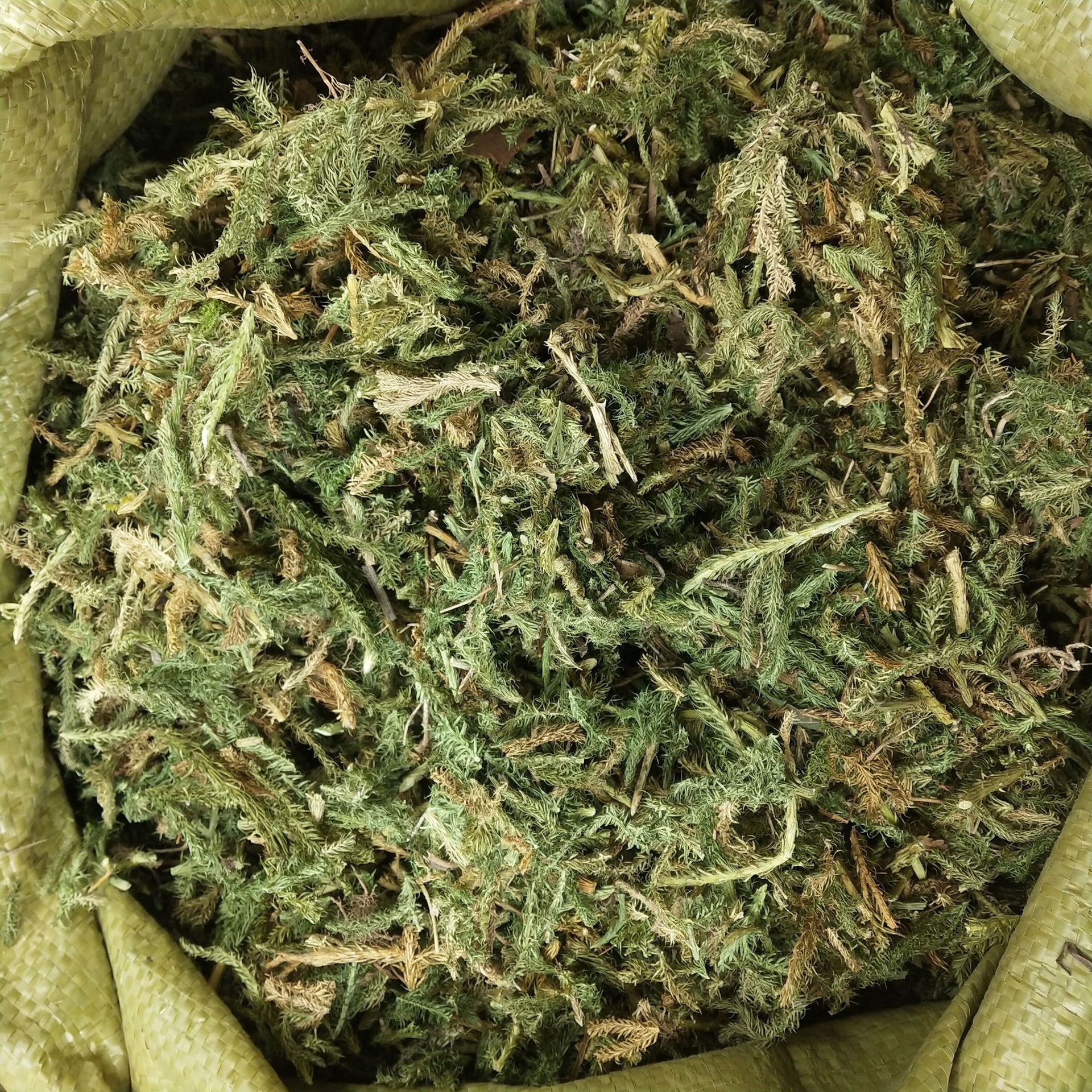 伸筋草粉中药材舒筋草三宝茶三宝茶粉远志益智仁500克正品包邮-图0