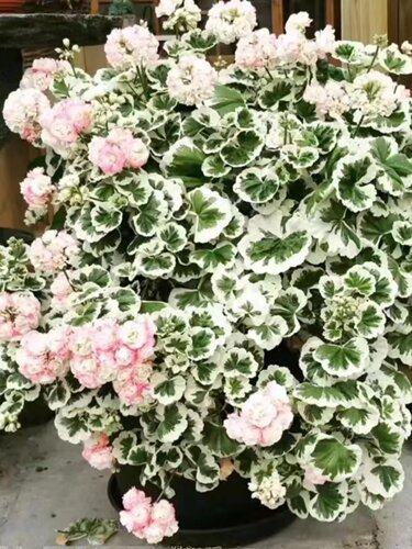 【多美丽花卉】彩叶天竺葵枝条，没有根 - 图3