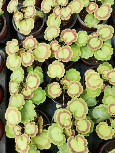 【多美丽花卉】彩叶天竺葵枝条，没有根 - 图2