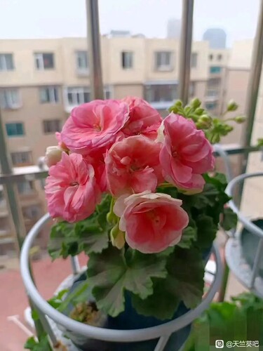 【多美丽花卉】直立天竺葵扦插用枝条，没有根（八） - 图2