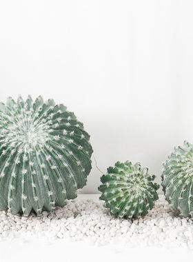 假植物仙人掌盆栽网红室内大型