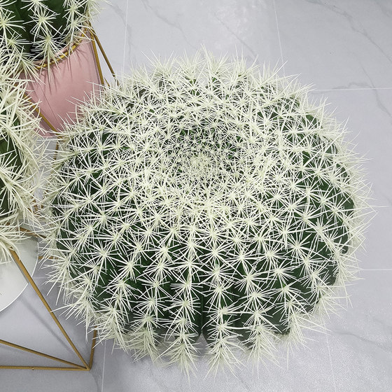 Nordic cactus potted plants tropical desert landscaping