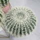 Nordic cactus potted plants tropical desert landscaping