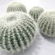 Nordic cactus potted plants tropical desert landscaping