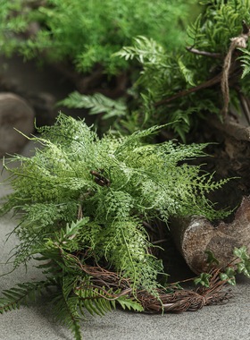 团子藤松蕨叶造景布置仿真植物