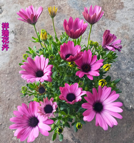 非洲万寿菊盆栽带花大苗 多年生 南非蓝目菊四季庭院花卉2盆包邮 - 图0