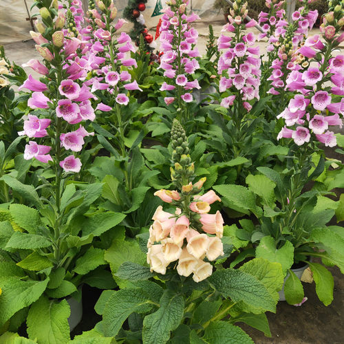 毛地黄大花飞燕盆栽花苗带花多年生花镜植物庭院阳台花园耐热耐寒 - 图0