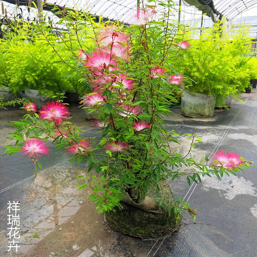 祥瑞花卉浓香进口常绿乔木香水合欢花耐热耐寒庭院阳台盆栽大苗 - 图1