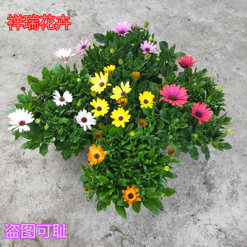 非洲万寿菊盆栽带花大苗 多年生 南非蓝目菊四季庭院花卉2盆包邮 - 图2
