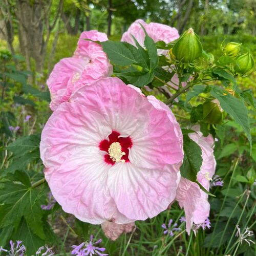 芙蓉葵成品大苗盆栽花卉大花型花开比脸大花园阳台多年生耐热耐寒 - 图1