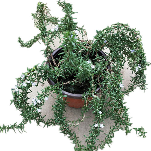 迷迭香大叶小叶食用香草花苗庭院植物花卉可驱蚊盆栽带原土球包邮 - 图3