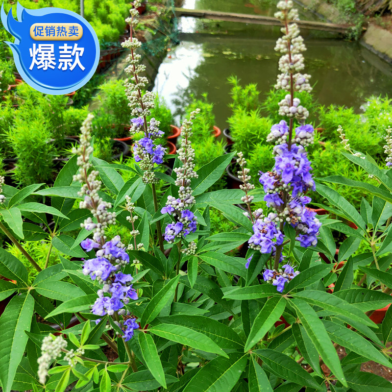 穗花牡荆盆栽成品大花苗阳台庭院花镜植物多年生灌木宿根观花包邮 - 图1