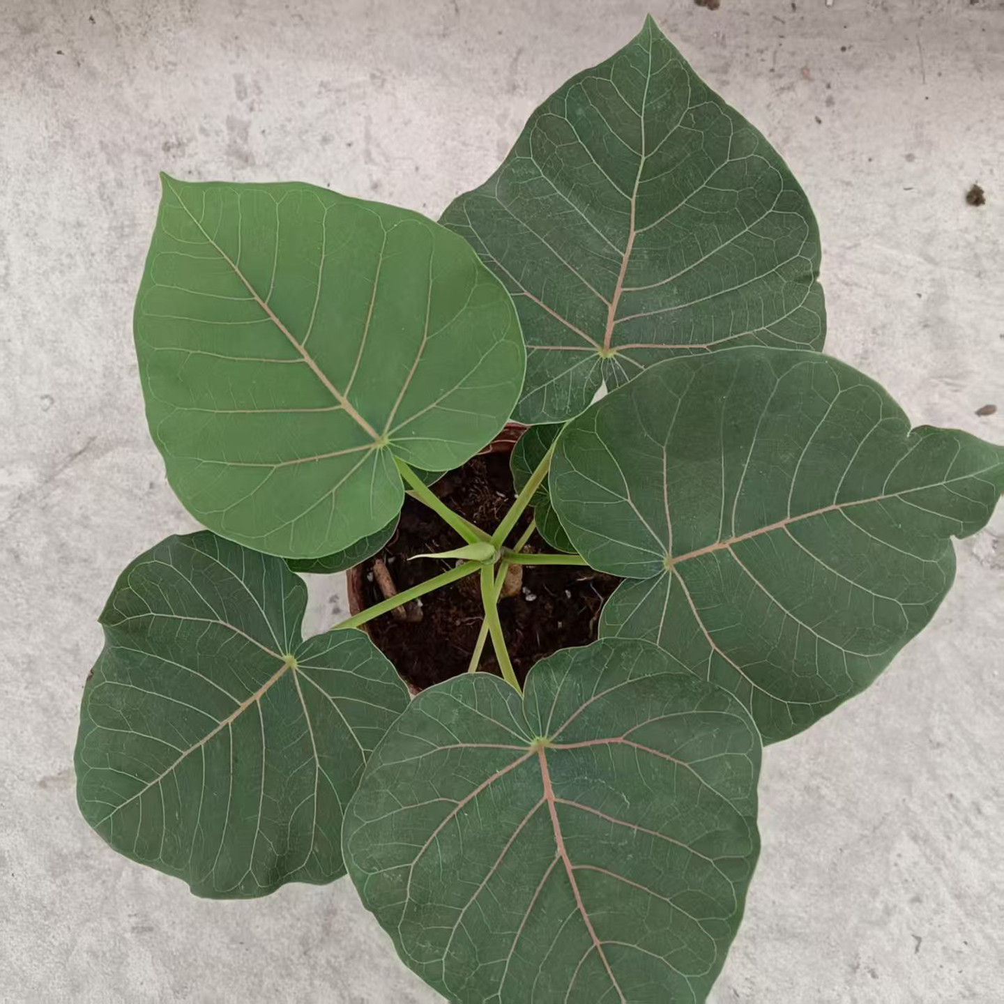 心叶榕锦花叶橡皮树琴叶榕牛奶榕花卉室内观叶植物盆栽包邮好养 - 图0