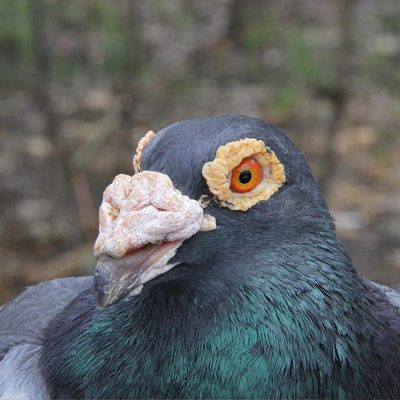 农家散养土鸽2年以上老鸽子柴鸽现杀孕妇月子滋补鸽汤鸽子肉 - 图3