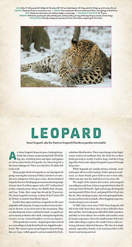 光与影视觉书系列合集 野生动物 英文原版 会动的3D图片立体绘本 Wild Endangered Animals in Living Motion Photicular Book - 图3