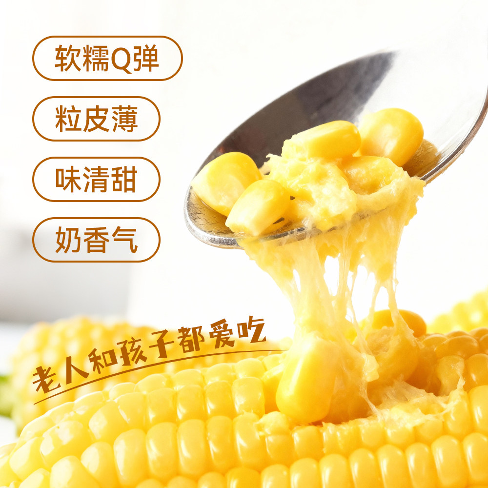 内蒙古沙漠有机黄糯玉米五穗装软糯香甜锁鲜真空包装2025年新货 - 图2
