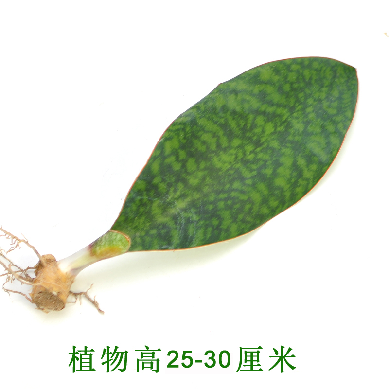 虎皮兰盆栽客厅绿植稀有品种宝镜金边虎尾兰植物室内盆景净化空气 - 图1