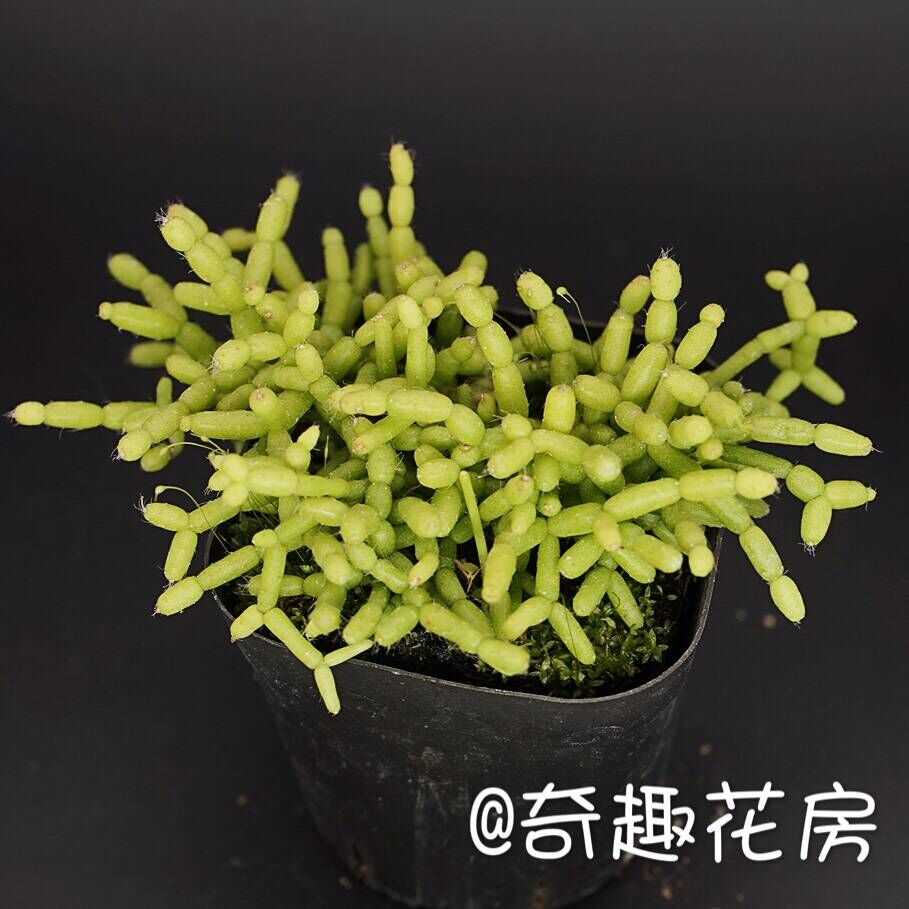 泰迪熊毛茸茸多肉植物胭脂云【梦椿群生】吸财树乒乓福娘木偶人-图0