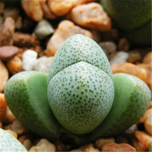 绿帝玉 大元宝 多肉植物多肉绿植盆栽番杏科迷你肉肉红蒂玉组合 - 图1