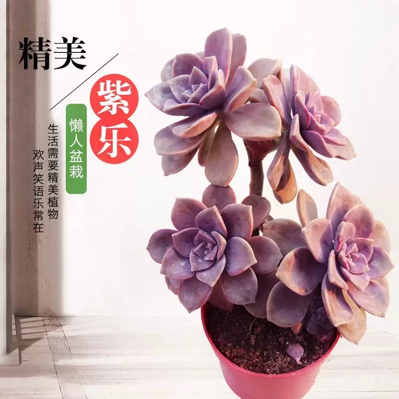 [多肉绿植云南新手盆栽悬崖老桩多头群生状态紫乐 华丽风车]