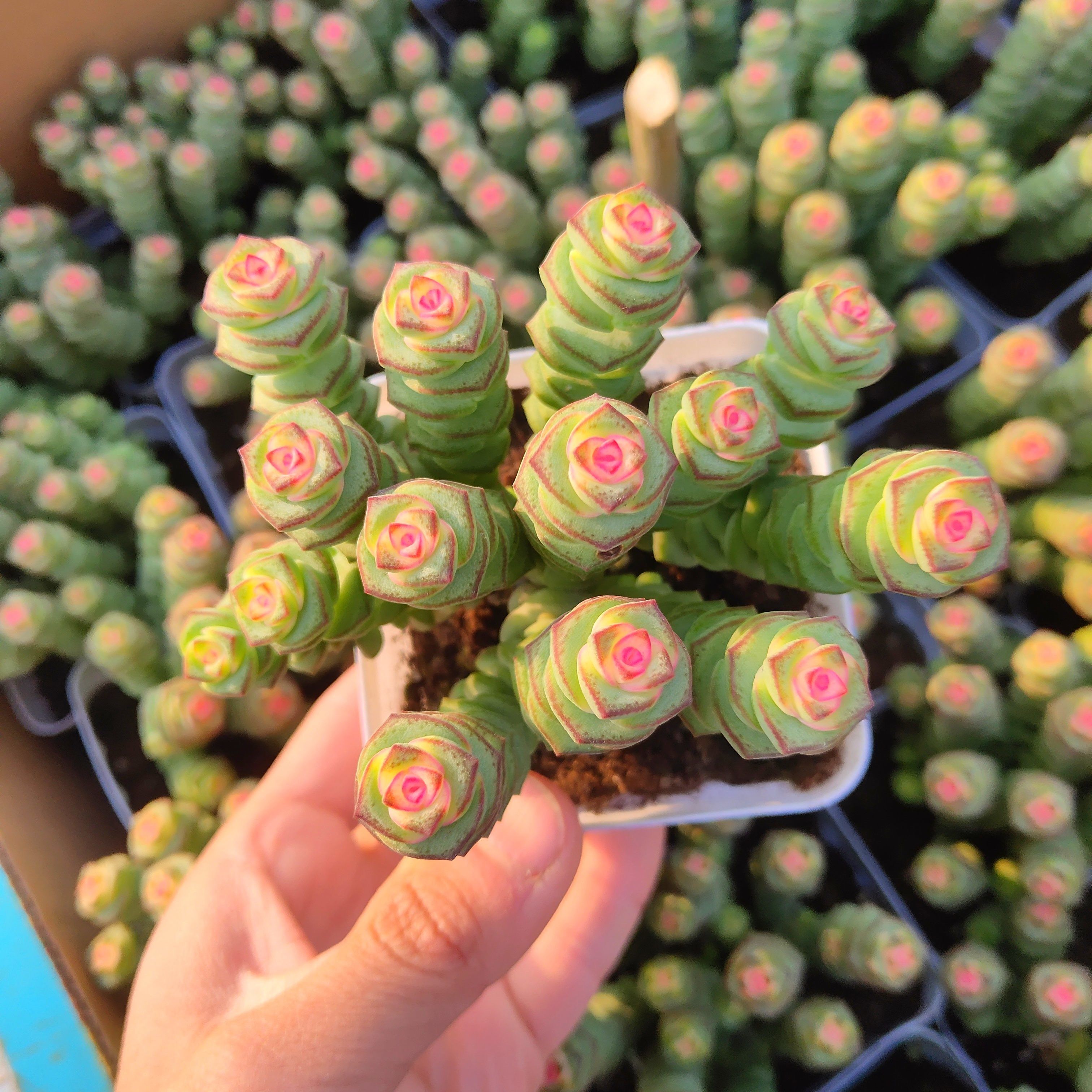 彩色钱串锦多肉植物  牡丹钱串锦花卉防辐射室内阳台绿植精品肉肉 - 图2