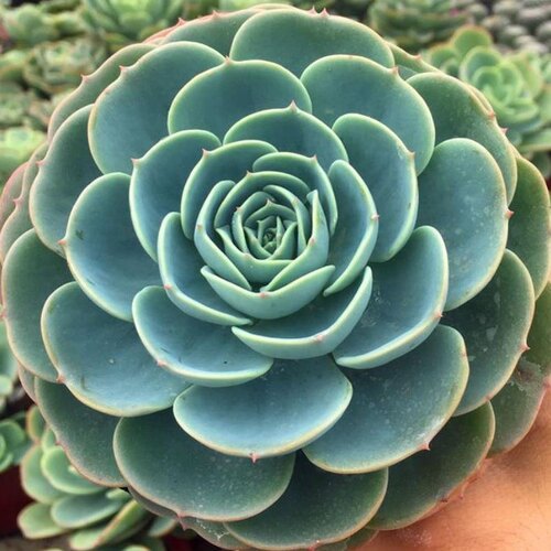 玉蝶老桩多肉植物玉蝶多头群生玉蝶带根大棵莲花座多肉植物单头 - 图2
