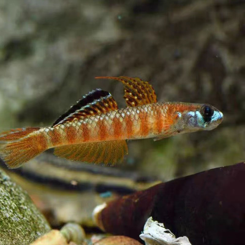 原生虾虎鱼吸鳅冷水鱼溪吻蓝枝丫新红电光黄唇溪涧性活体宠物包邮-图2