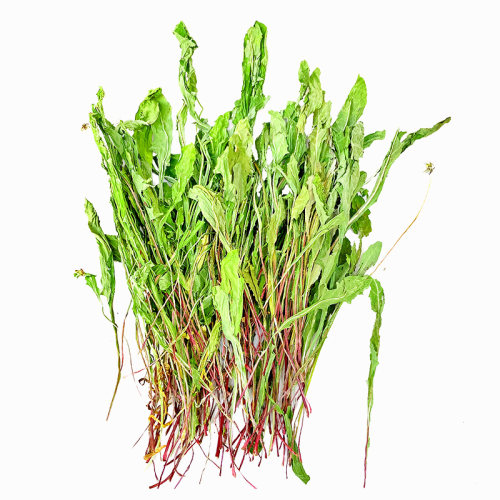 26年新蒲公英草 兔子牧草龙猫豚鼠干草清热解暑消炎去火保健250g - 图3