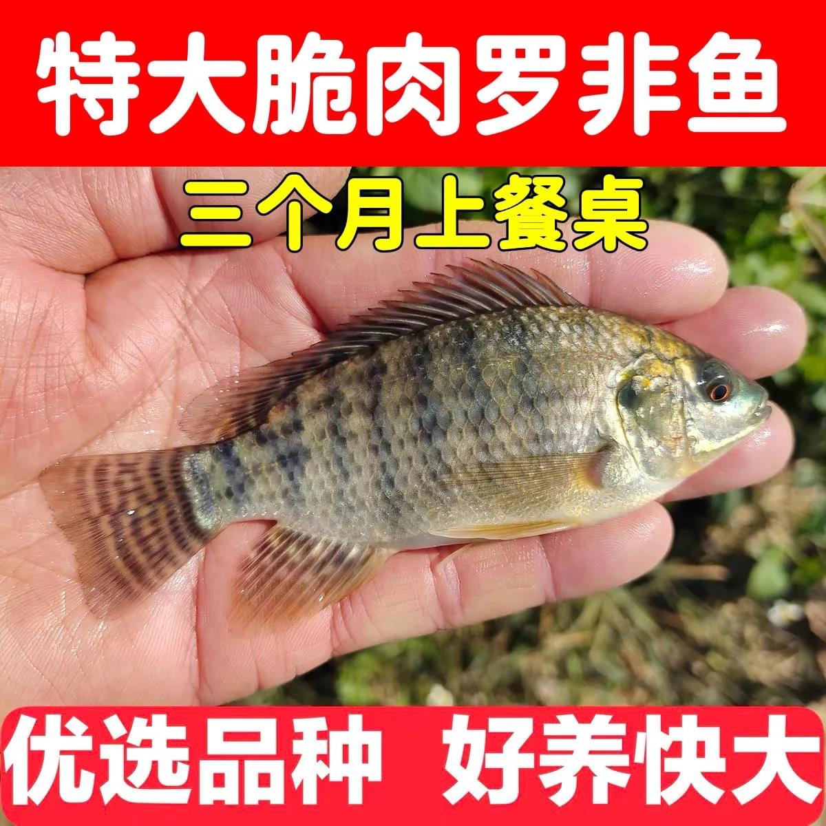 加州鲈鱼苗淡水鲈鱼大口黑鲈路亚台鲈优鲈淡水冷水罗非鱼苗养殖 - 图1