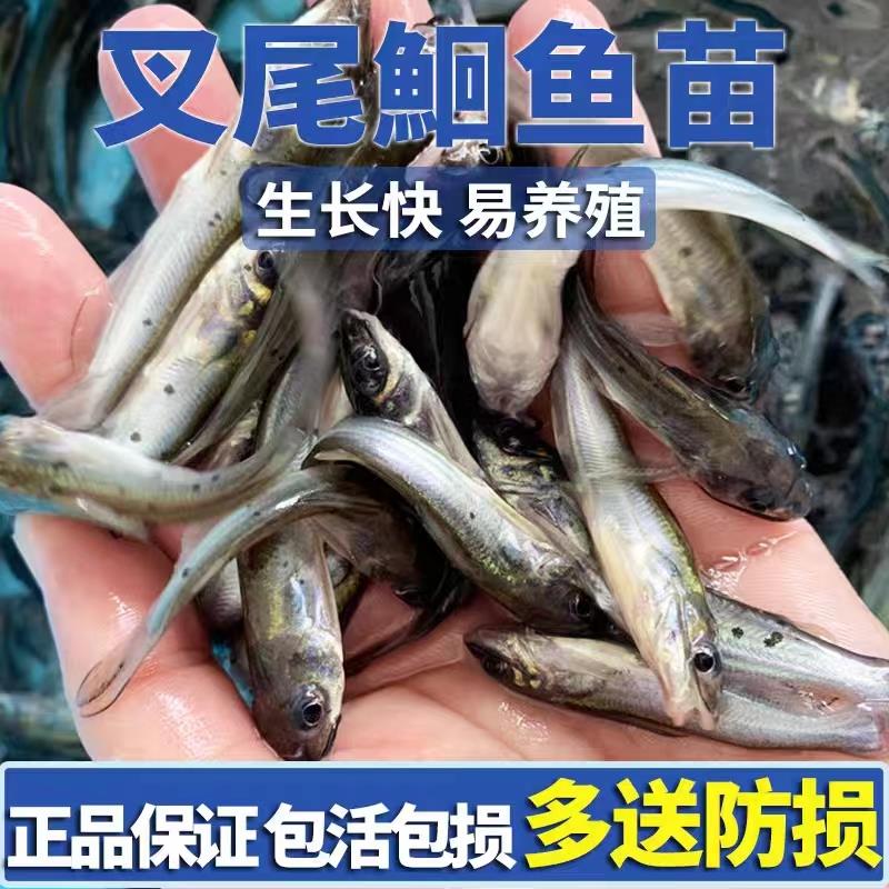 叉尾鮰鱼苗江团鱼苗淡水鱼苗养殖食用清江鱼回鱼苗活体冷水鱼湖北-图0